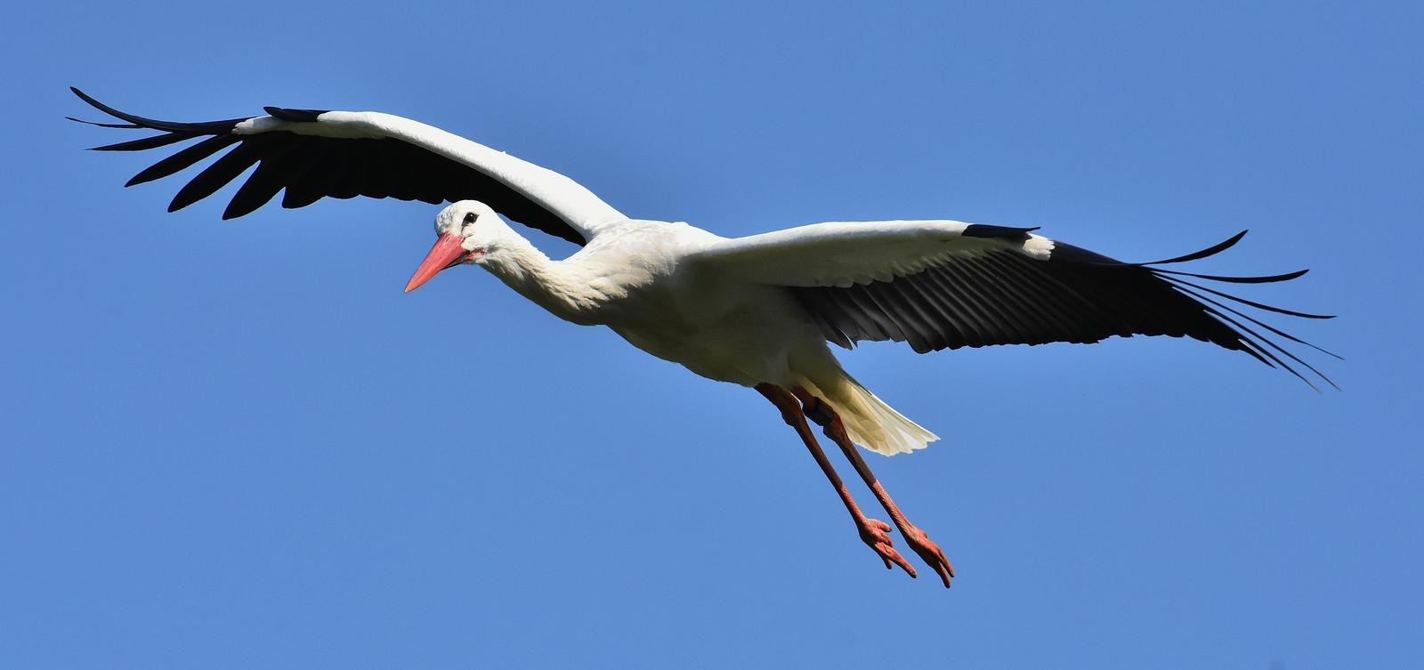Ein Weissstorch. PIXABAY