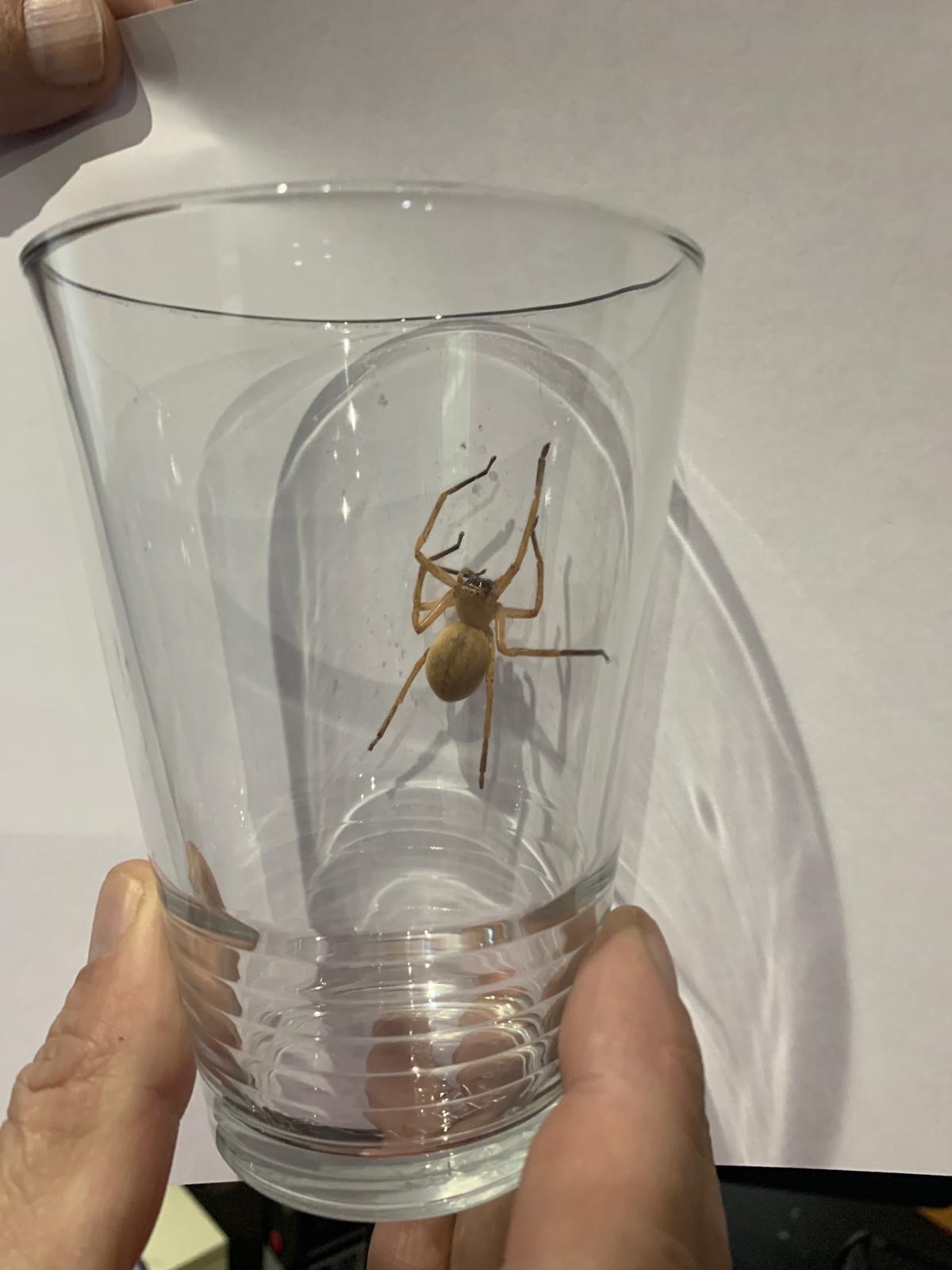 Die eingefangene Krabbenspinne. STADTPOLIZEI CHUR