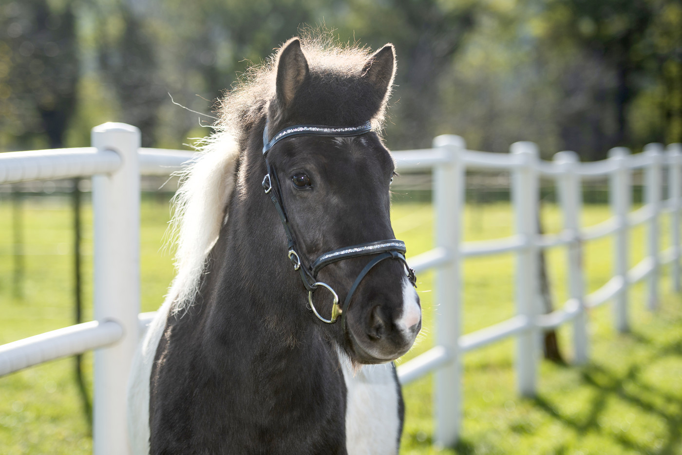 Bereit für die nadelige Knabberei: Pferde freuen sich auf die Christbaum-Spielpartner.