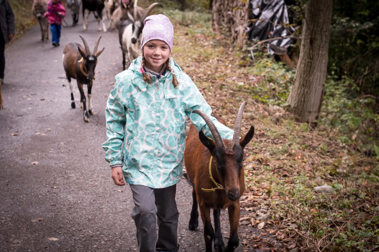 Unterwegs mit Geissen und Eseln: Das Schnupper-Geissentrekking in Flums ist für die ganze Familie.