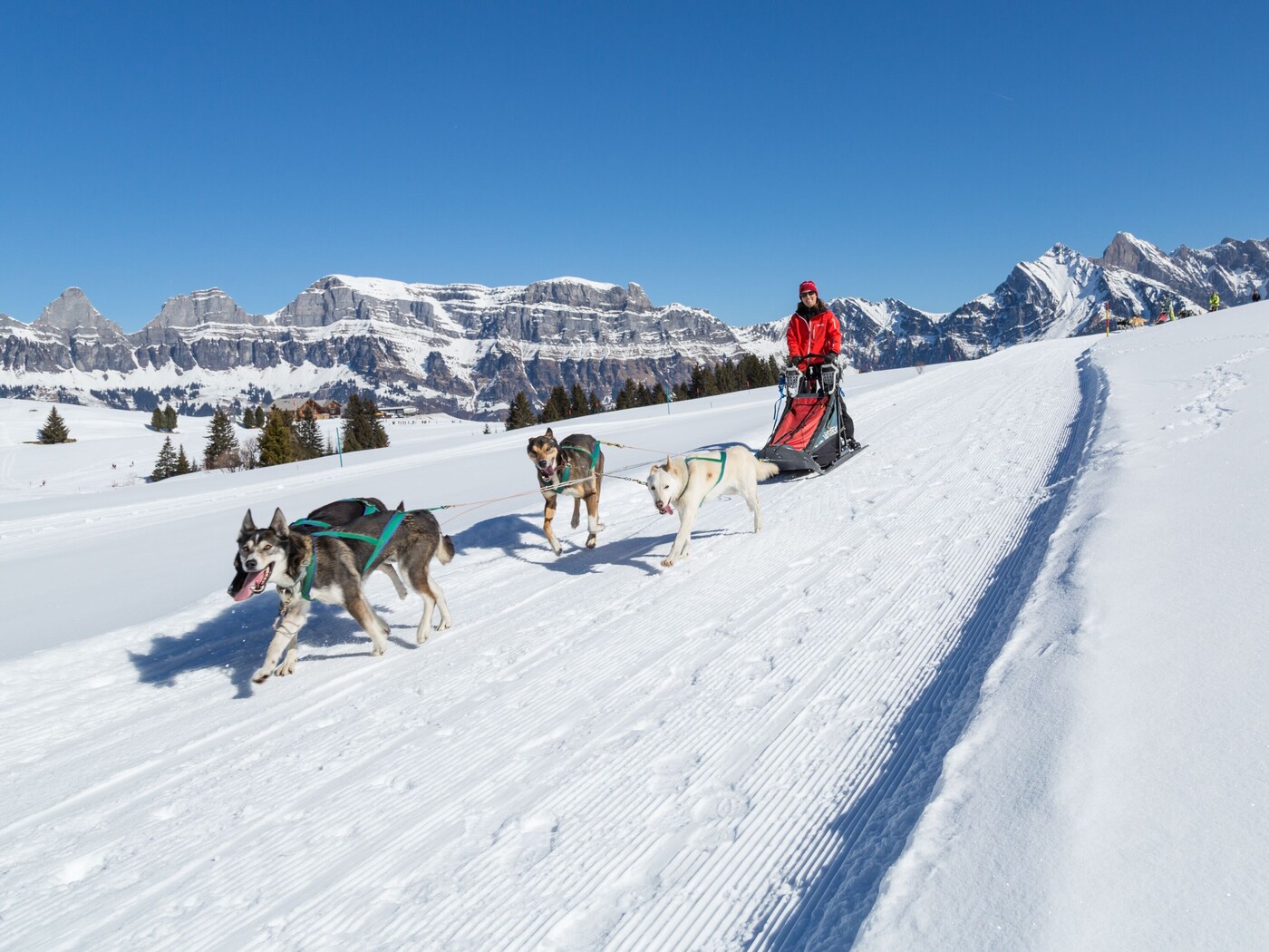 Husky-Schlittenfahrt am Flumserberg: Einblicke in die Welt der Huskys und das Leben eines Mushers.

