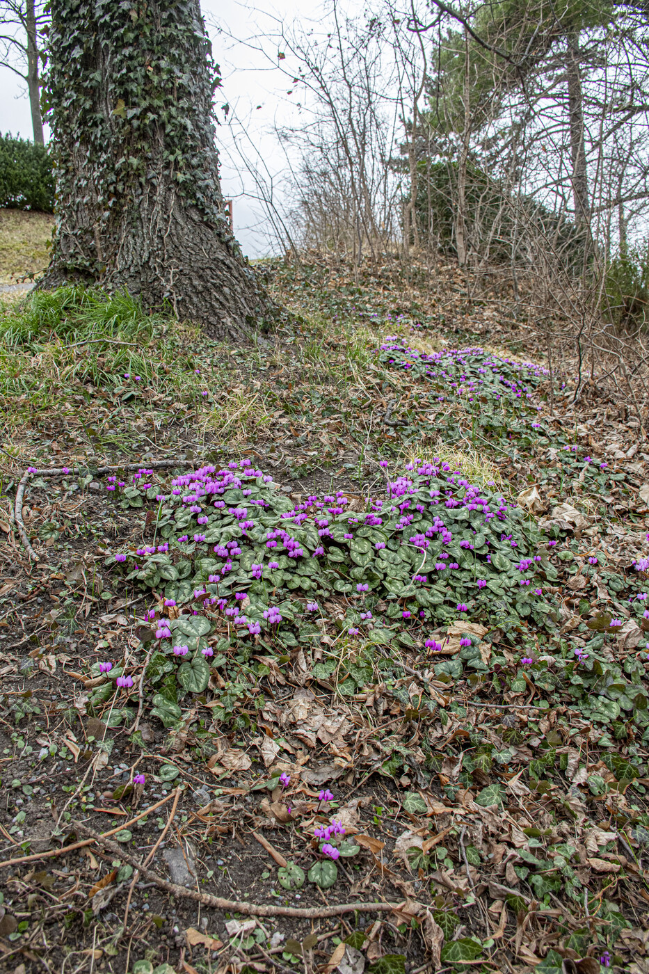 Wunderschön violett: die Alpenveilchen.