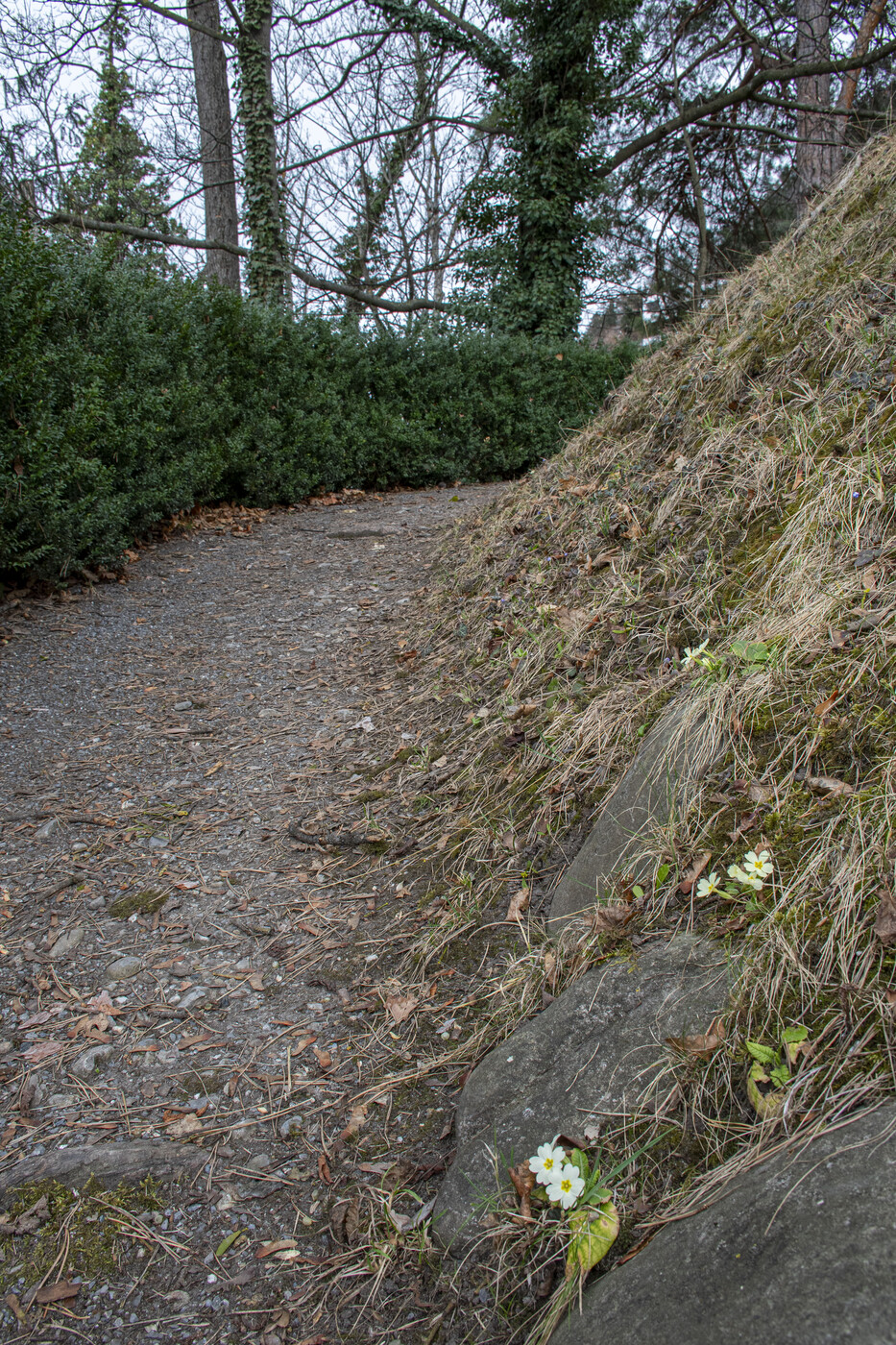 Der Vorfrühling präsentiert sich auf dem Rosenhügel: Hellgelbe Primeln zeigen sich am Wegrand.