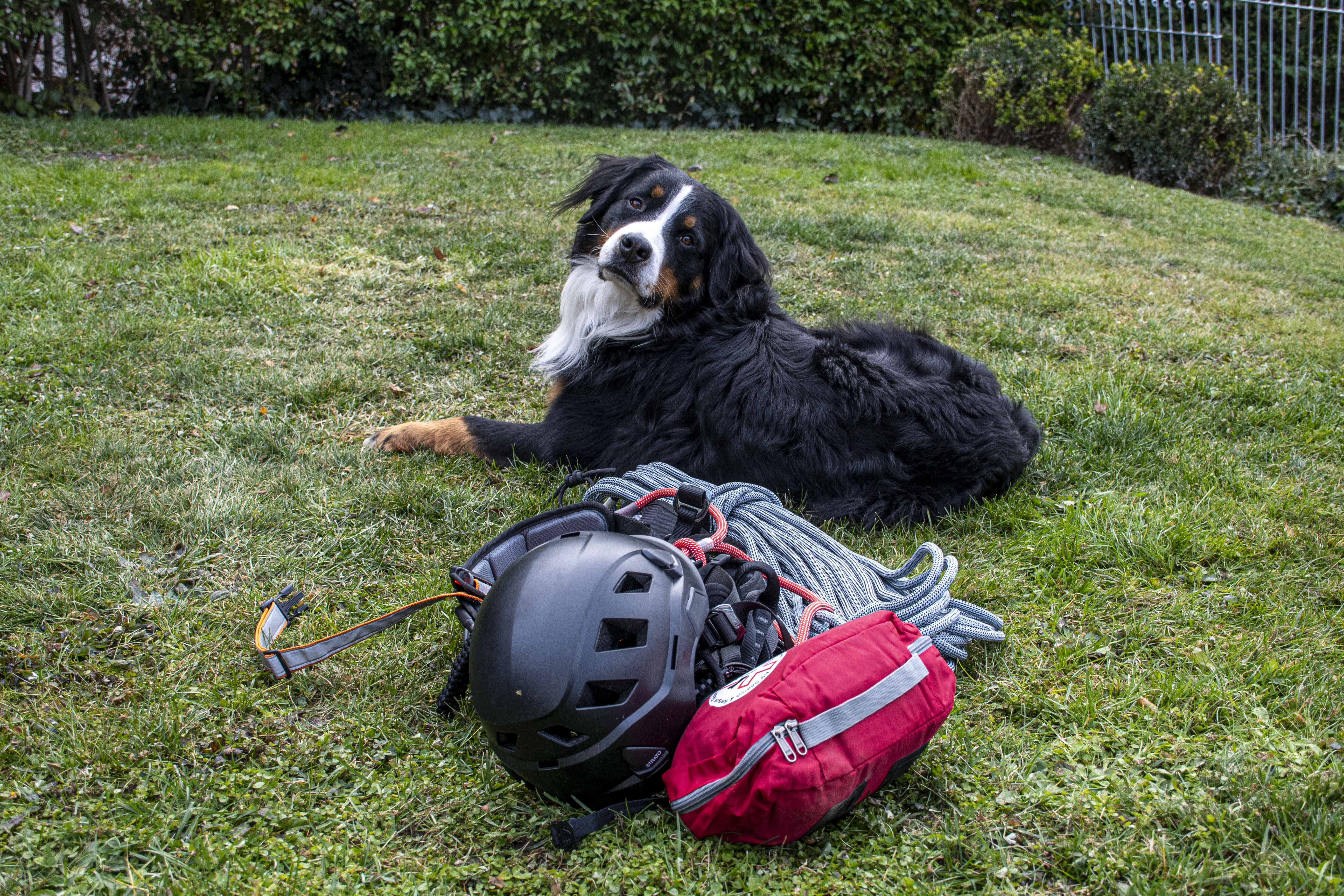 Max ist der einzige einsatzfähige Berner Sennenhund bei Redog.