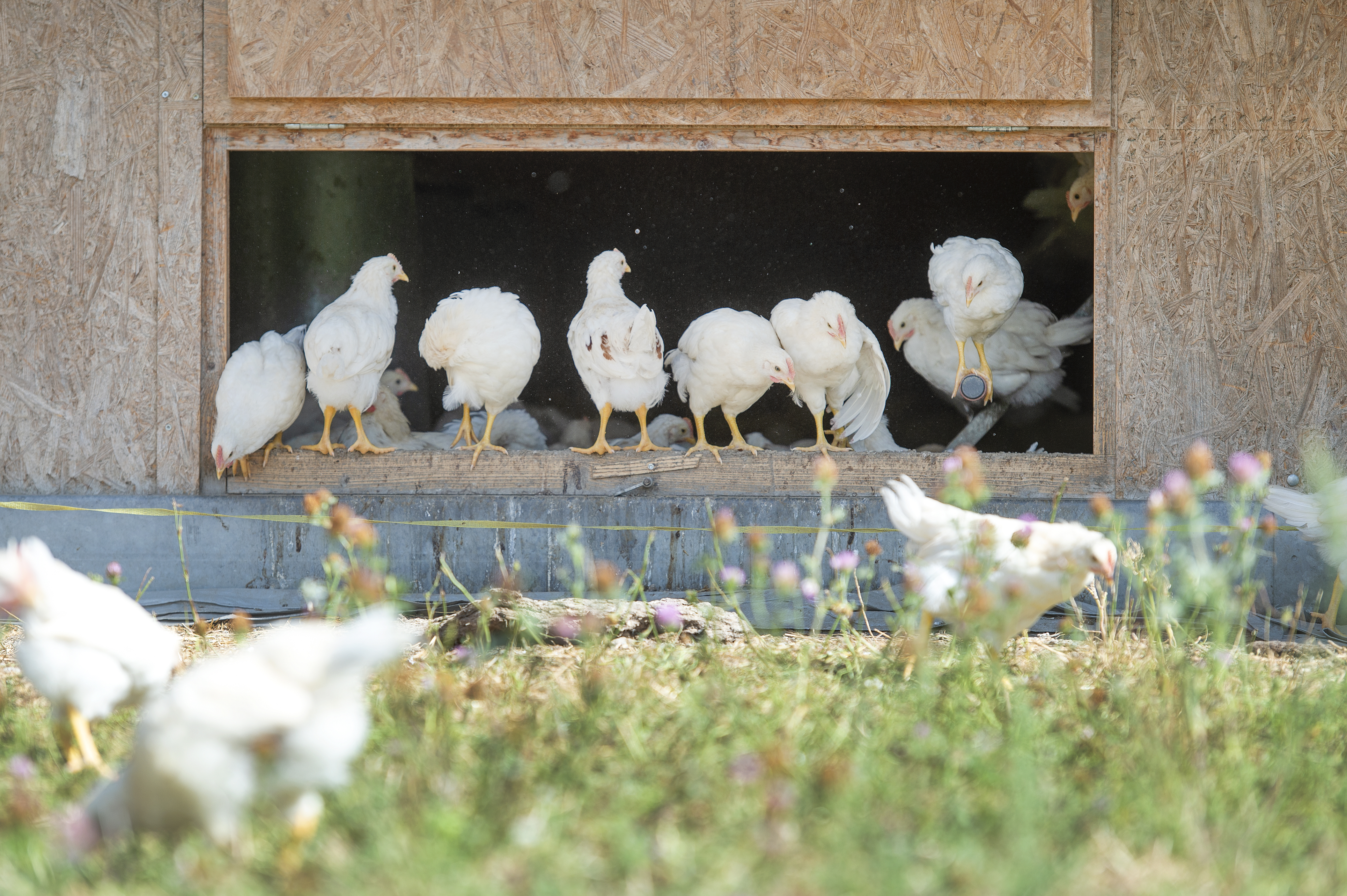 Die Brüder der Legehennen: Auf dem Biohof Clavadetscher in Malans werden sie aufgezogen.