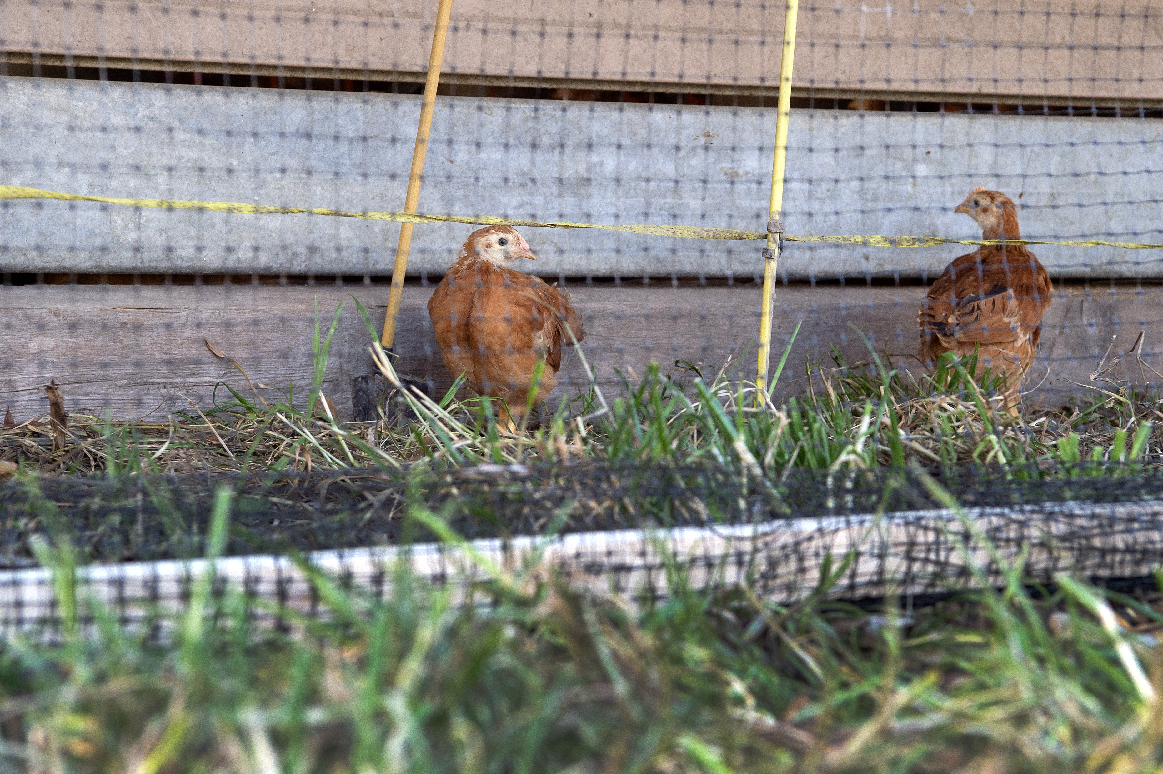 Trotz Vogelgrippe: Die Masthühner dürfen eingezäunt nach draussen.