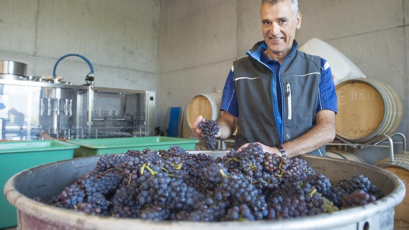 Wimmeln Reben Winzer Weinlese Rebberg Trauben
