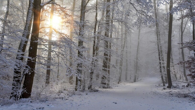 In den letzten Jahren war der Winter viel zu warm.