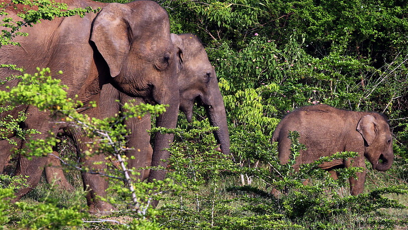 Auf Sri Lanka sterben wild lebende Elefanten, weil sie Plastik von Abfalldeponien gefressen haben. (Archivbild)