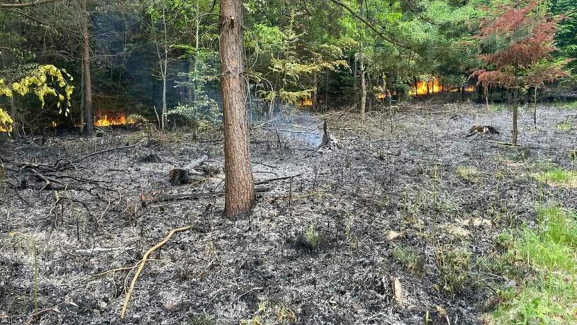 Die Ursache des Waldbrandes von Cousset FR ist noch unklar.
