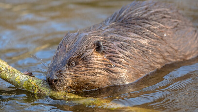 Angepasst: Der Pelz des Bibers ist ein perfekter Schutz vor Kälte und Feuchtigkeit.