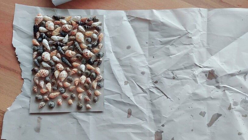 Mit Geduld und etwas Fingerspitzengefühl: Dann füllt sich die Unterlage mit den Muscheln.