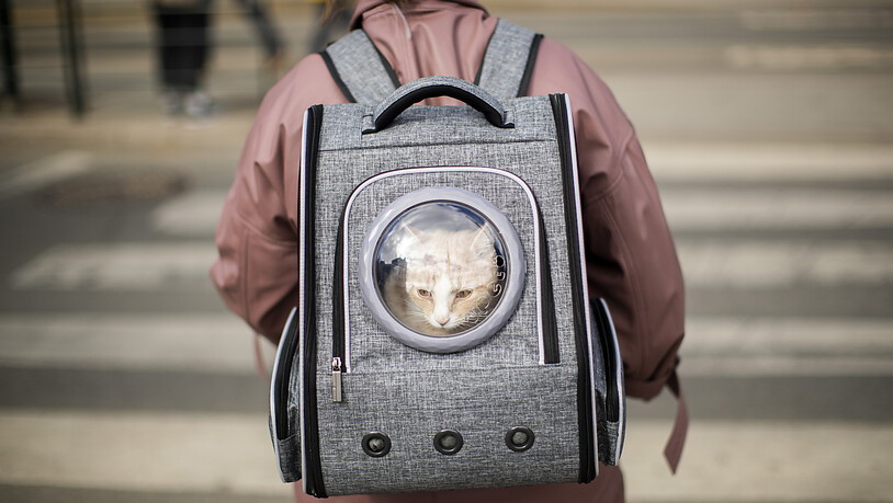 Rucksack wäre vielleicht besser gewesen: Flughafenpersonal hat in New York eine lebendige Katze im Koffer eines Passagiers gefunden. (Archivbild)