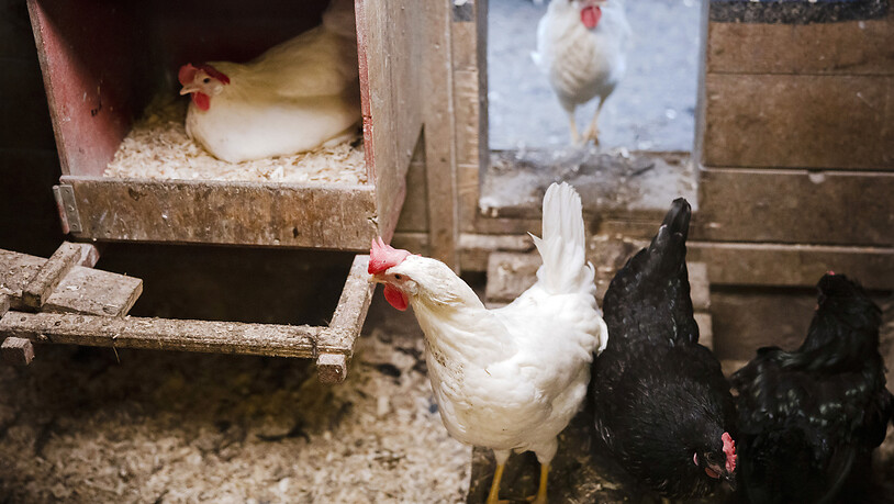 Wegen der Vogelgrippe sowie steigender Produktionskosten gehen in Grossbritannien die Eier aus. Supermärkte rationieren daher den Verkauf: Der Einzelhandelsriese Tesco erlaubt nur noch drei Packungen je Kunde. (Archivbild)