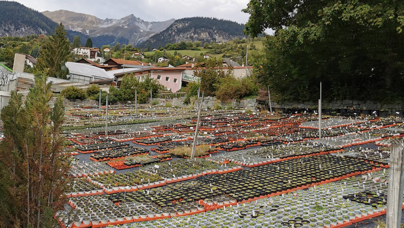 «Schutz Filisur» bewirtschaftet eine Anbaufläche von circa 120'000 Quadratmetern.