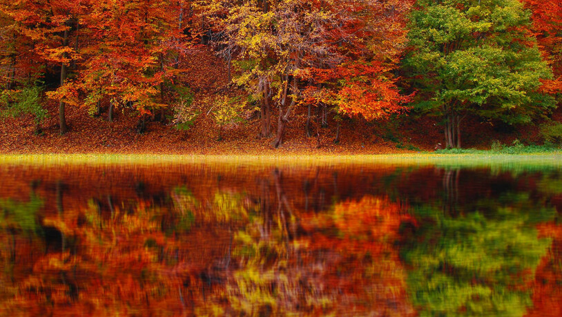 Gilbhart: Im Oktober haben sich bereits viele Blätter gelb oder orange verfärbt.