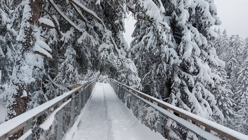 Ganz in Weiss: Der Baumwipfelpfad hat im Sommer und Winter geöffnet.