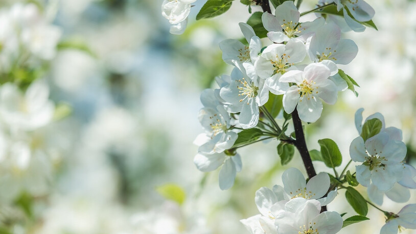 Apfelblüten