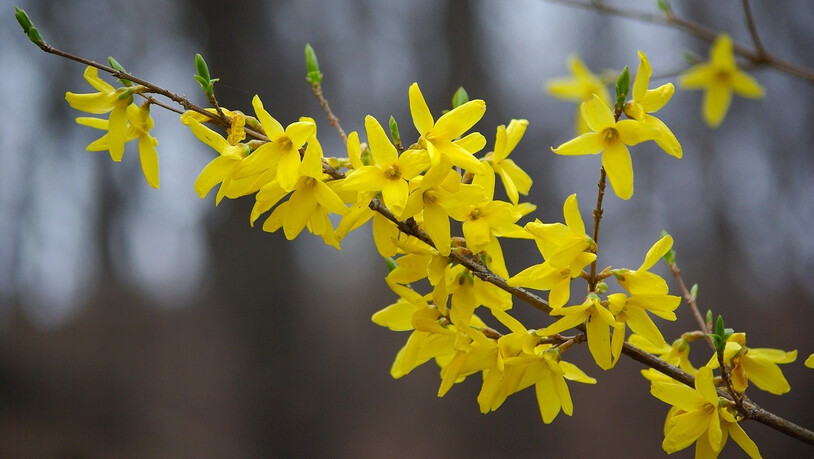 Blühende Forsythie