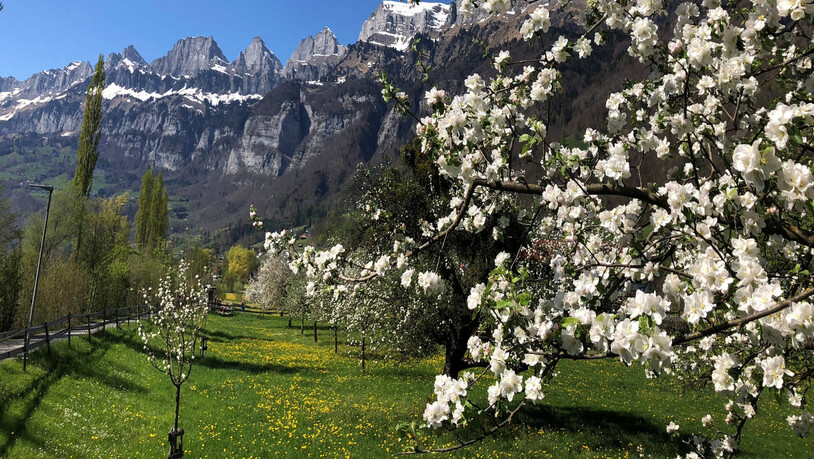 Es blüht überall: frühlingshafte Spaziergänge in der Ferienregion Heidiland.