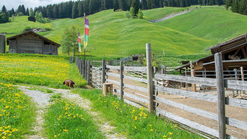 In Erinnerung an einen Freund: Tibetische Gebetsfahnen schmücken den Hof der Familie Bandli. Sie erinnern an einen Freund der Familie.