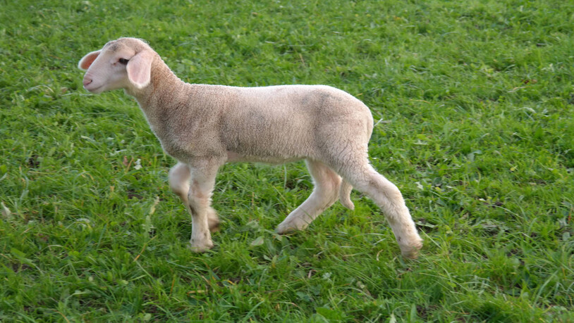 Gefährlich: Werden Schafe bereits vor der Schafskälte geschoren, kann die Kälte durchaus bedrohlich für die Tiere werden.