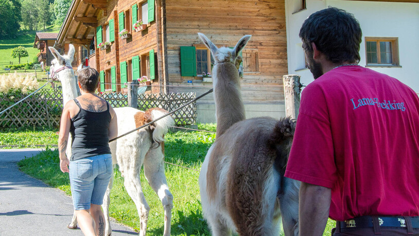 Impressionen vom Lama-Trekking: Mit dem Tier an der Leine geht es einige Meter zu Fuss durchs Dorf und die Umgebung.