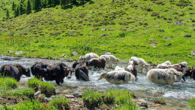 Ab ins kühle Nass: Die Yaks gehen im Sommer gerne ins Wasser.