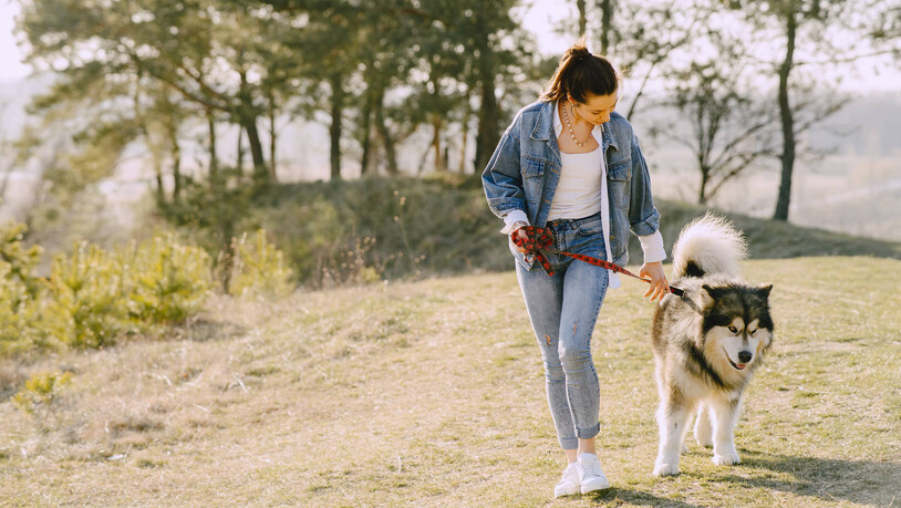 Schnell gekauft, schnell verleidet: Ein Hund lebt 12 bis 14 Jahre. Doch so lange möchten sich viele nicht verpflichten.
