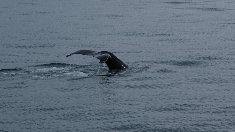 Seltene Erscheinung: Die Schwanzflosse eines 12 bis 15 Meter langen Buckelwals ist fotografisch festgehalten.