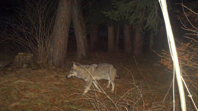 Wolf