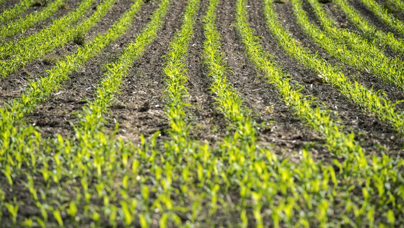 Der Landrat soll für die vier Jahre von 2018 bis 2021 Geld für landwirtschaftliche Direktzahlungen bereitstellen.