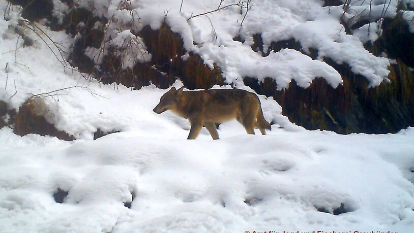 Wolf