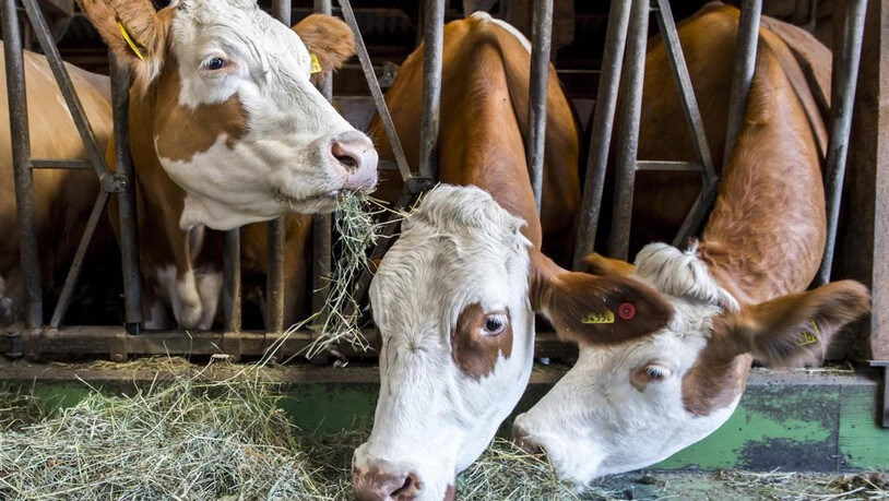 Kühe im Stall in Sarn von Landwirt Paul Caflisch