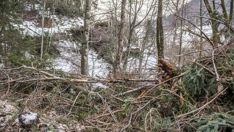 Sturm Baum Burglind