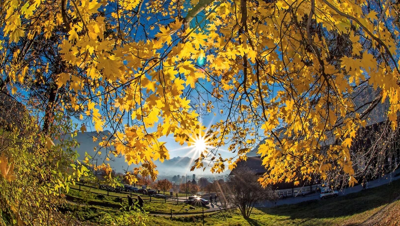 Herbst Wetter Wald Blätter Sonne