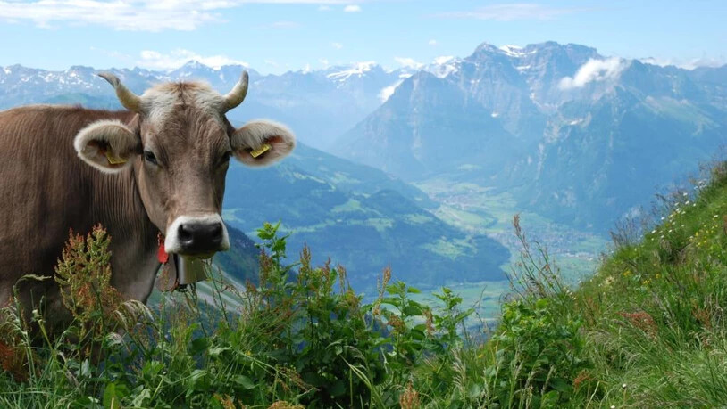 Kuh, Alp, Landwirtschaft, Wiese