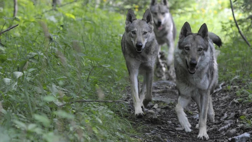 SCHWEIZ JAGDGESETZ WOLFSSCHUTZ