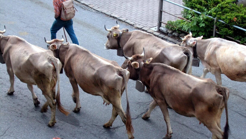 Zuerst die Arbeit, dann das Vergnügen: Die Bauern müssen mit ihrem Vieh einen beschwerlichen Weg gehen, ehe sie auf die Alp gelangen.