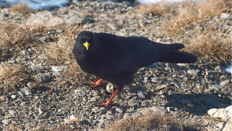 Nicht in den Süden, aber in tiefere Lagen: Die Alpendohlen vom Calanda fliegen im Winter nach Chur.