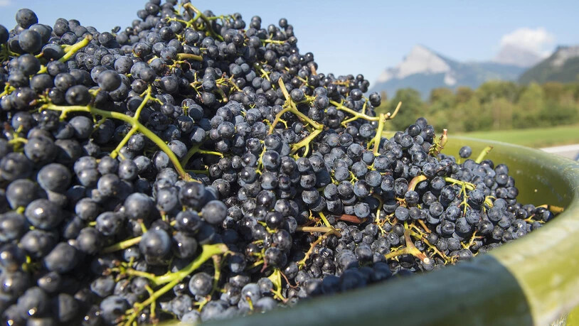 Wimmeln Reben Winzer Weinlese Rebberg Trauben 