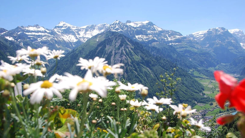 Jenny, Pascal, Braunwald, Landschaft, Blumen, Frühling, Margeriten, Kamillenblumen,