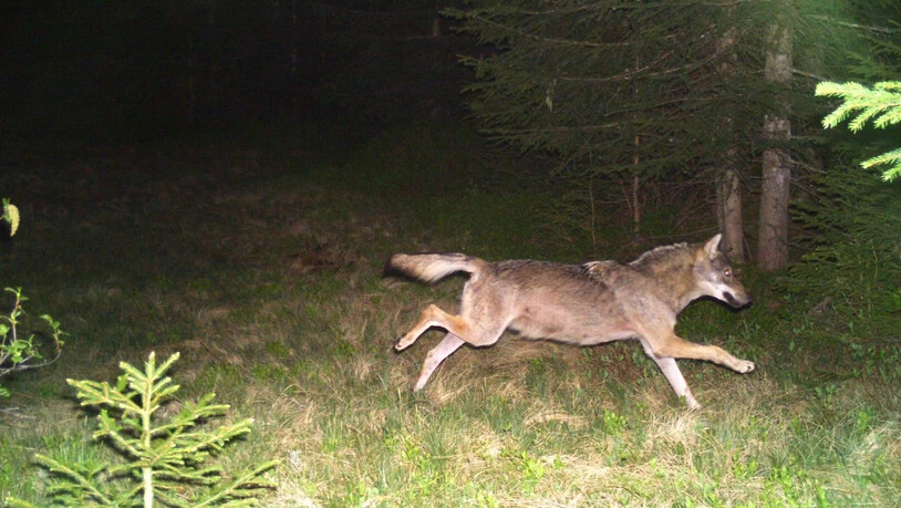 Wolf 