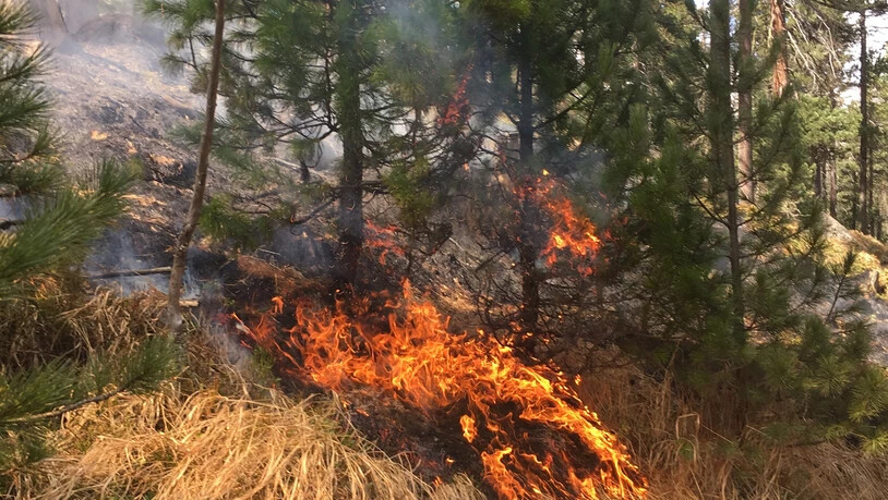 1600 Quadratmeter Wald verbrannten. KANTONSPOLIZEI GRAUBÜNDEN
