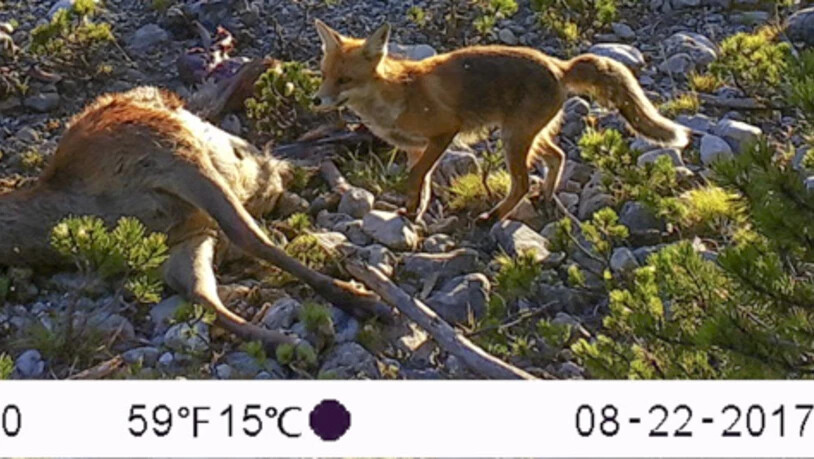 Und gegen Abend mit dem letzten Sonnenlicht ist es wieder Zeit für einen Fuchsbesuch.