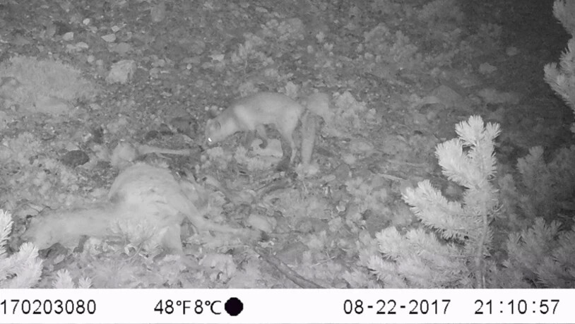 Dann am Abend des 22. August um 21.10 Uhr zuerst der Fuchs ...
