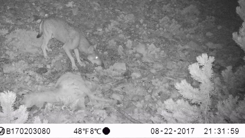 ... und  um 21.31 Uhr der Wolf! Er zieht später den Kadaver aus dem Blickfeld der Kamera. Wollte wohl nicht fotografiert werden.