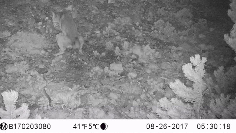 26.8.: Der Wolf markiert 4 Tage später die Stelle, wo der Kadaver lag.
