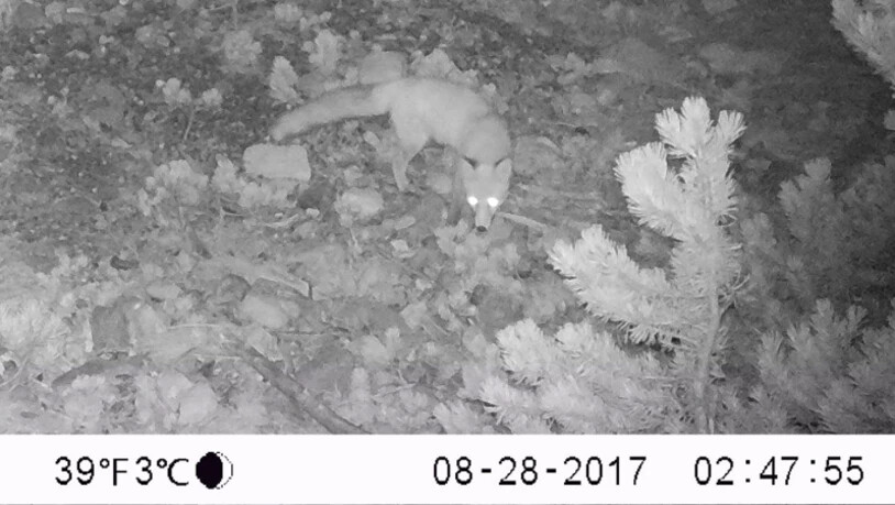 Auch der Fuchs schnuppert nach Tagen immer noch an dieser Stelle.