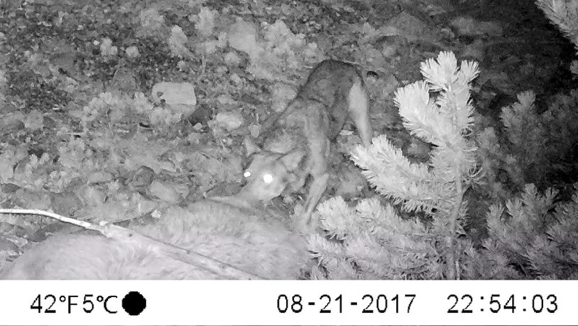 Am gleichen Abend macht sich ein Wolf am Kadaver zu schaffen.